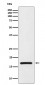 Anti-HMGA1 Rabbit Monoclonal Antibody