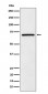 Anti-eIF2A Rabbit Monoclonal Antibody