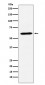 Anti-CRMP1 Rabbit Monoclonal Antibody