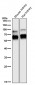 Anti-CRMP1 Rabbit Monoclonal Antibody