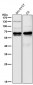 Anti-CRMP1 Rabbit Monoclonal Antibody