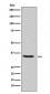 Anti-Endo G Rabbit Monoclonal Antibody