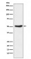 Anti-GSK3 alpha Rabbit Monoclonal Antibody