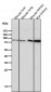 Anti-Fructose 6 Phosphate Kinase Rabbit Monoclonal Antibody