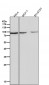 Anti-Fructose 6 Phosphate Kinase Rabbit Monoclonal Antibody