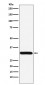 Anti-PSME1 Rabbit Monoclonal Antibody