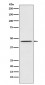 Anti-DEK Rabbit Monoclonal Antibody