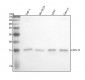 Anti-CXCL11 Rabbit Monoclonal Antibody