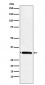 Anti-EB3 Rabbit Monoclonal Antibody