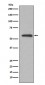Anti-Glucose 6 phosphate isomerase Rabbit Monoclonal Antibody