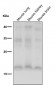 Anti-FGF1 Rabbit Monoclonal Antibody