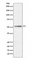 Anti-MEIS2 Rabbit Monoclonal Antibody