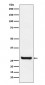 Anti-Sprouty 4 Rabbit Monoclonal Antibody