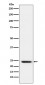 Anti-FNDC5 Rabbit Monoclonal Antibody