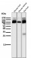 Anti-ALDH1L1 Rabbit Monoclonal Antibody