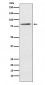 Anti-ELMO1 Rabbit Monoclonal Antibody