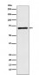 Anti-SLC6A1 / GAT1 Rabbit Monoclonal Antibody