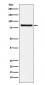 Anti-eIF2B epsilon Rabbit Monoclonal Antibody