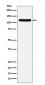 Anti-E1 Ubiquitin Activating Enzyme Rabbit Monoclonal Antibody