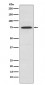 Anti-PKC theta Rabbit Monoclonal Antibody