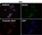 Anti-P70 S6 Kinase beta Rabbit Monoclonal Antibody