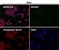 Anti-P70 S6 Kinase beta Rabbit Monoclonal Antibody