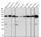 Anti-hnRNP Q Rabbit Monoclonal Antibody