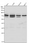 Anti-hnRNP Q Rabbit Monoclonal Antibody