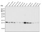 Anti-Peroxiredoxin 4 Rabbit Monoclonal Antibody