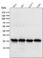 Anti-Peroxiredoxin 4 Rabbit Monoclonal Antibody