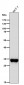 Anti-SULT2A1 Rabbit Monoclonal Antibody