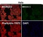 Anti-SIRP alpha Rabbit Monoclonal Antibody