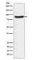 Anti-SIRP alpha Rabbit Monoclonal Antibody