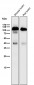 Anti-SIRP alpha Rabbit Monoclonal Antibody