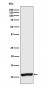 Anti-Cellubrevin Rabbit Monoclonal Antibody