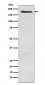 Anti-WSTF Rabbit Monoclonal Antibody