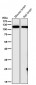 Anti-GEF H1 Rabbit Monoclonal Antibody