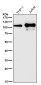 Anti-GEF H1 Rabbit Monoclonal Antibody