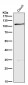 Anti-GEF H1 Rabbit Monoclonal Antibody