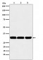 Anti-p53 DINP1 Rabbit Monoclonal Antibody