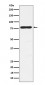 Anti-PKC gamma Rabbit Monoclonal Antibody