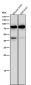 Anti-PKC gamma Rabbit Monoclonal Antibody