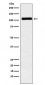 Anti-MIB1 / DIP1 Rabbit Monoclonal Antibody