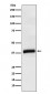Anti-APOL1 Rabbit Monoclonal Antibody