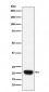 Anti-RHEB Rabbit Monoclonal Antibody