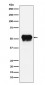 Anti-Fibrinogen gamma chain Rabbit Monoclonal Antibody