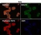 Anti-LIS1 Rabbit Monoclonal Antibody