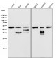 Anti-LIS1 Rabbit Monoclonal Antibody