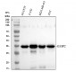 Anti-IGFBP2 Rabbit Monoclonal Antibody