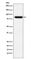 Anti-CD98 Rabbit Monoclonal Antibody